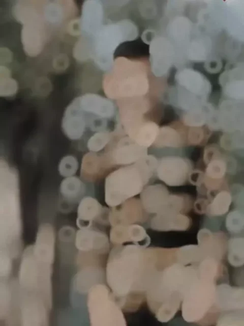 O Bangla Gaadi Capcut Template