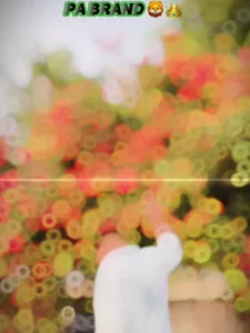 Pa No Punch Gujarati Capcut Template