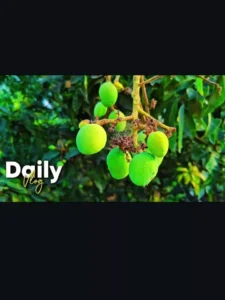 Daily Mini Vlog New Capcut Template 2026